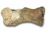 Dinosaur (Triceratops) Metatarsal (Foot Bone) - Montana #245949-1